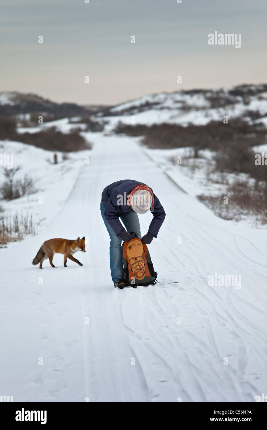 The Netherlands, Zandvoort, winter, snow,  Red fox, woman hiking in the dunes near beach. hungry fox looks for food Stock Photo