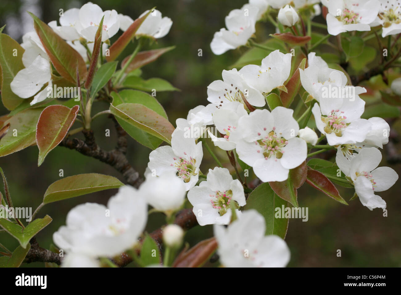 White pear blossoms in spring. Stock Photo