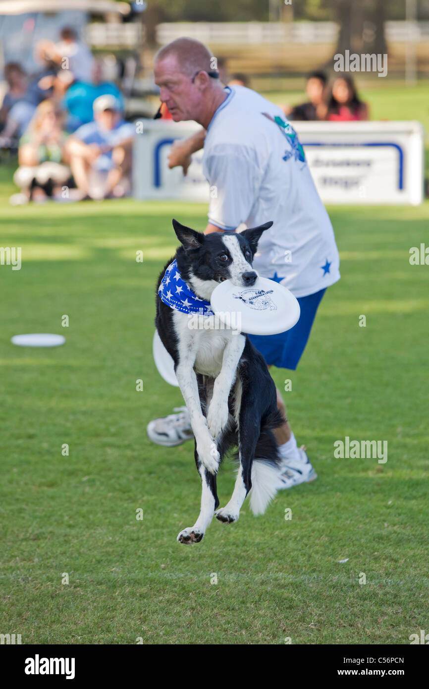 Awi top disc dog