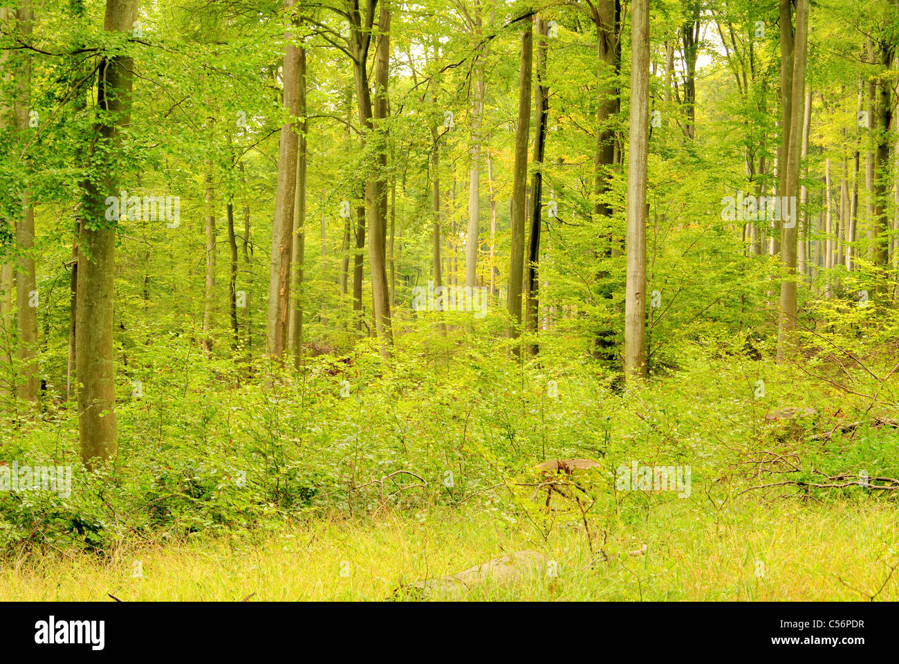 Buchenwald im Herbst - beech forest in fall 19 Stock Photo