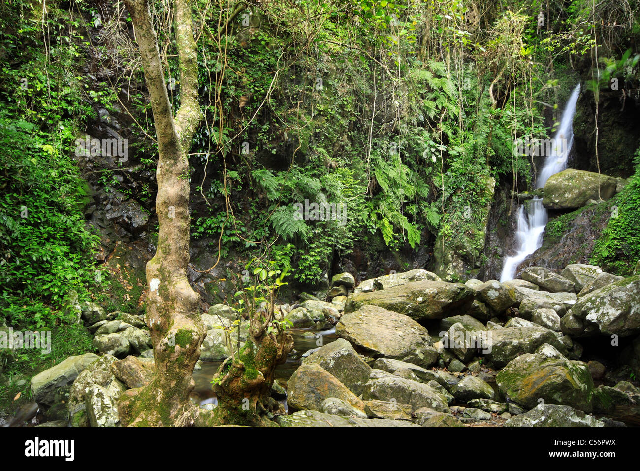 Hidden rain forest waterfall with lush foliage and mossy rocks Stock ...