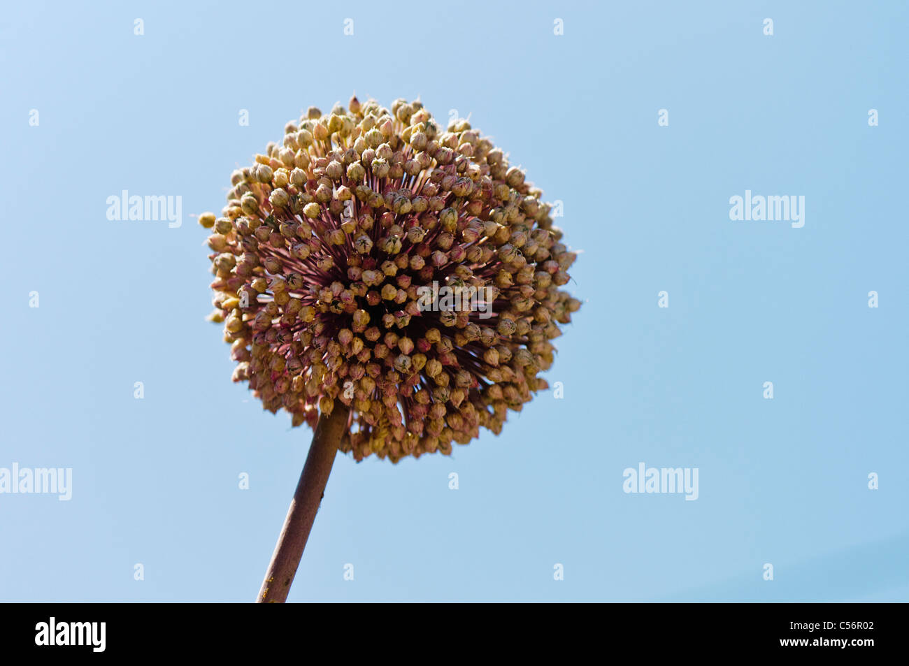 Allium flower about to drop seed heads Stock Photo