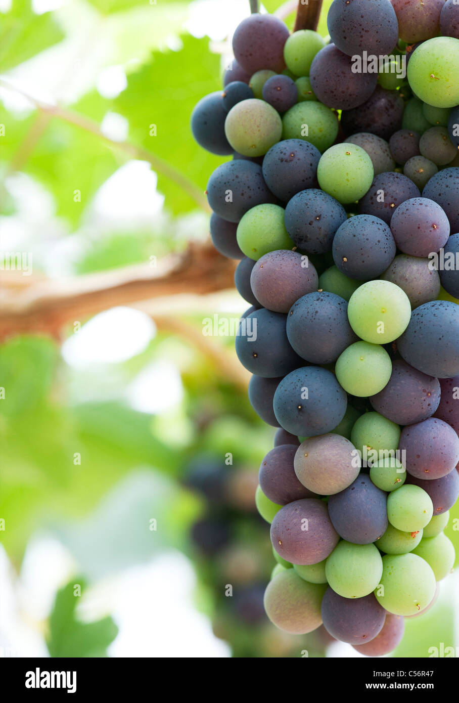 Grapes 'Royal Ascot' ripening inside a greenhouse. 'Grapevine Royal Ascot' Stock Photo