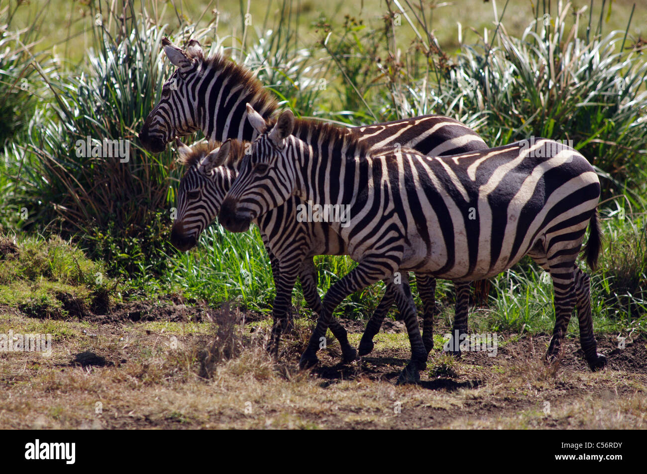 Nairobi National Park Hi res Stock Photography And Images Alamy nairobi-national-park-hi-res-stock-photography-and-images-alamy
