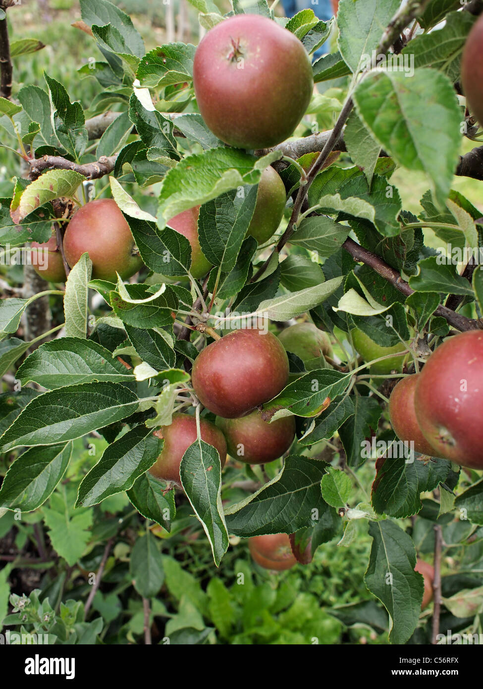 Apples on a tree Stock Photo - Alamy