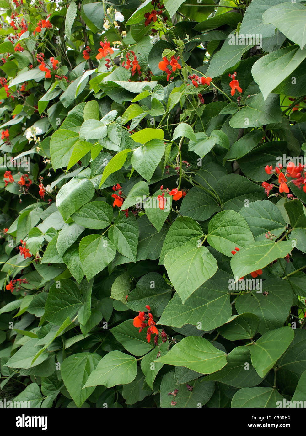 Runner bean plants with flowers Stock Photo Alamy