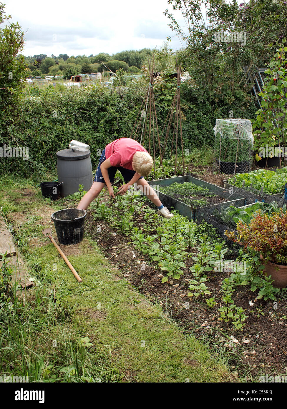 Young boy pulling weeds Stock Photo - Alamy
