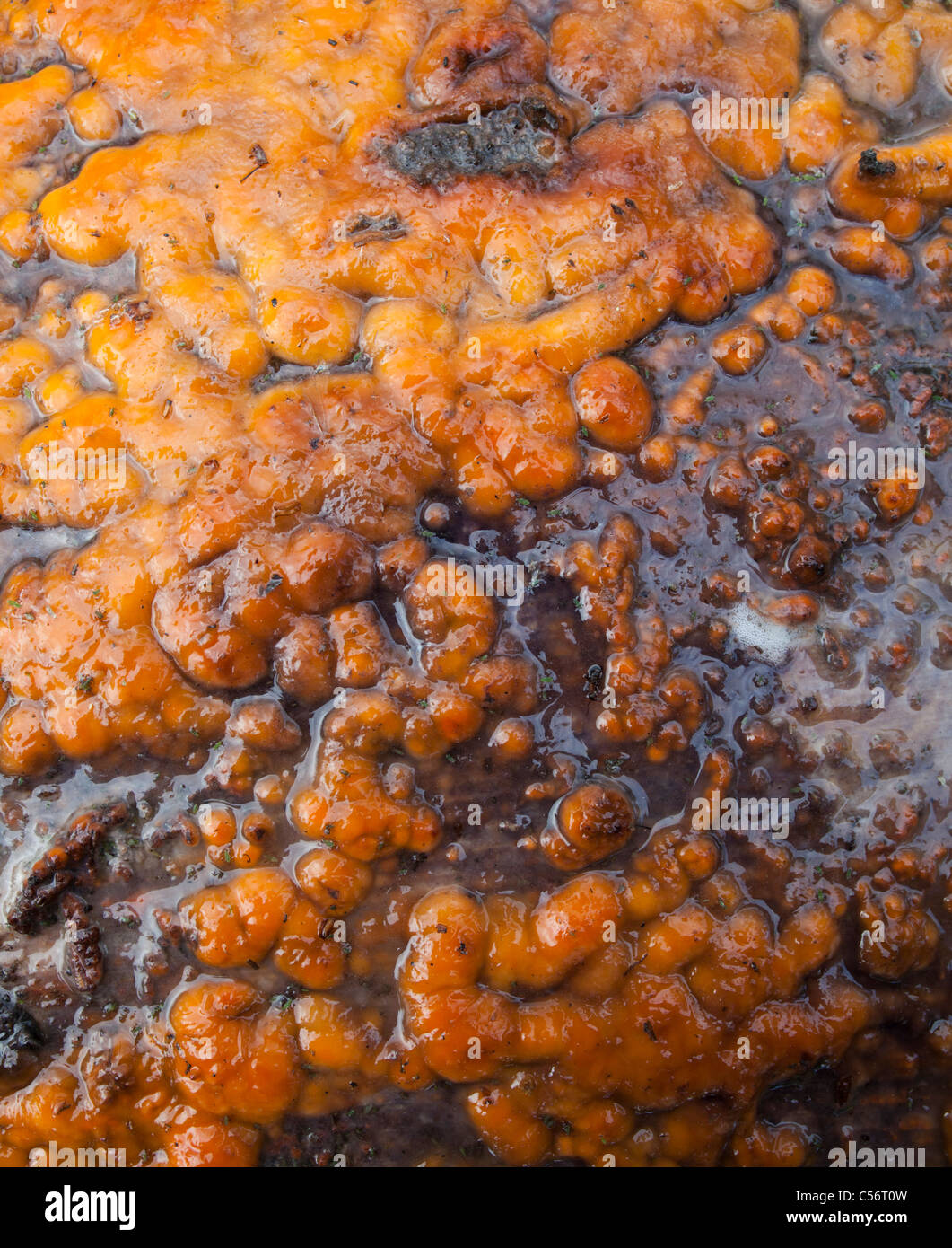 Birch stump covered with dried sap hires stock photography and images