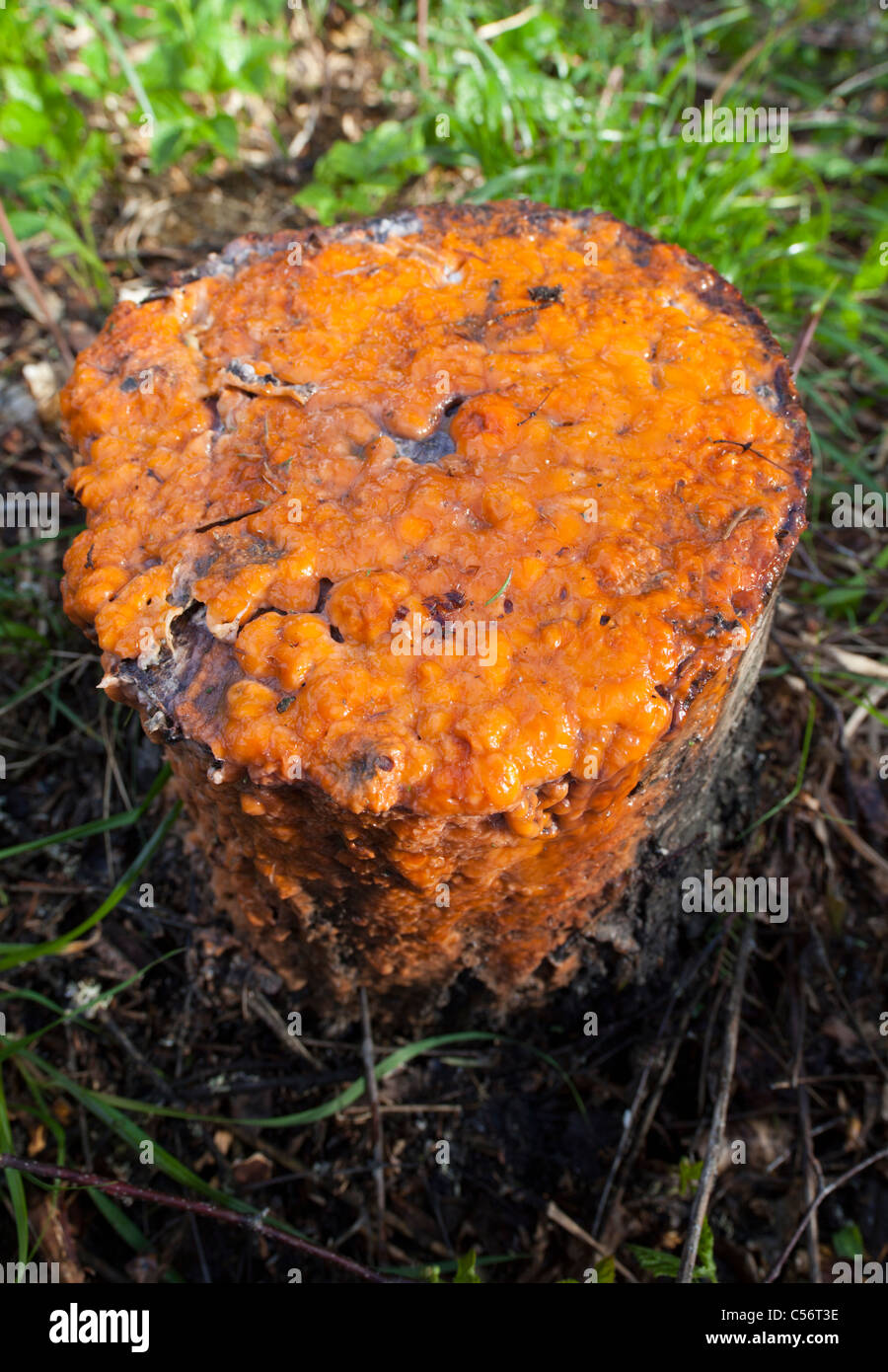 Partially coagulated sap extracting from a cut birch ( betula ) tree stump Stock Photo