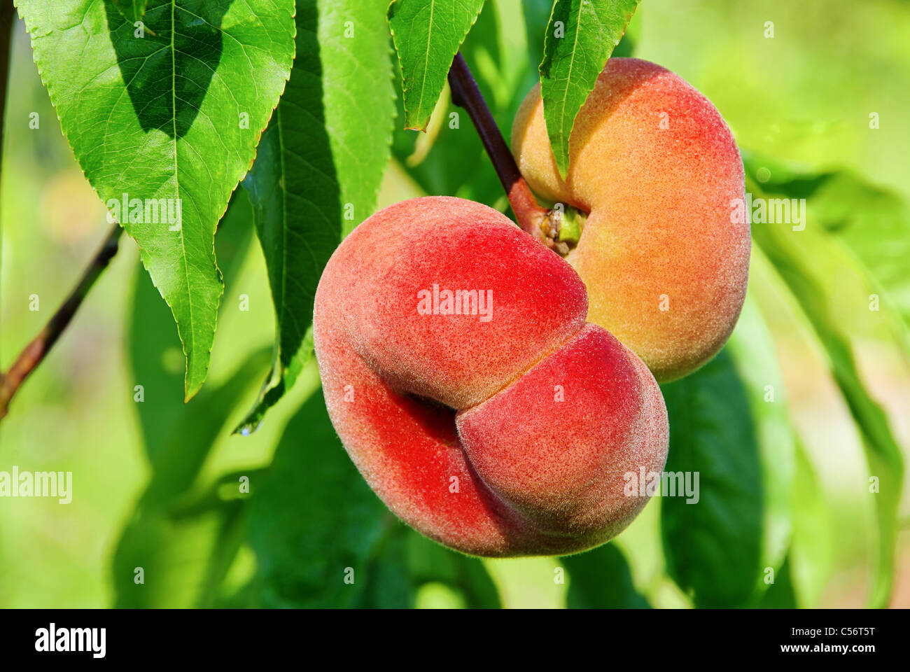 Plattpfirsich - saturn peach 02 Stock Photo