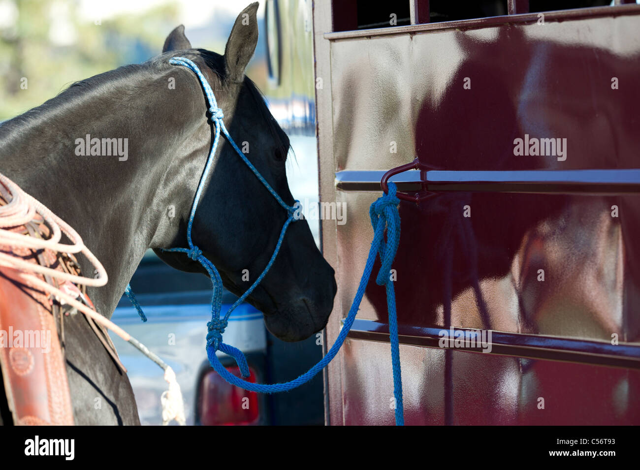 Horse tied to trailer hires stock photography and images Alamy
