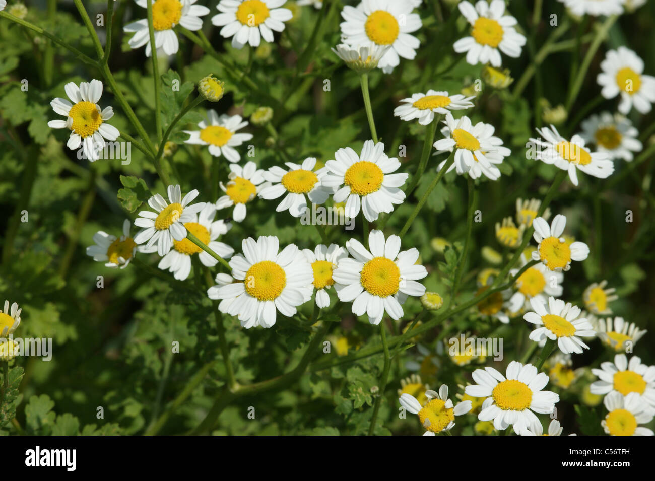 Tanacetum parthenium  Feverfew Stock Photo