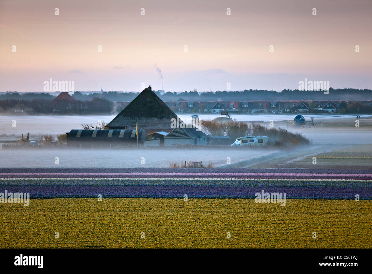 The Netherlands, Callantsoog, farm and farm camping in morning mist. Stock Photo