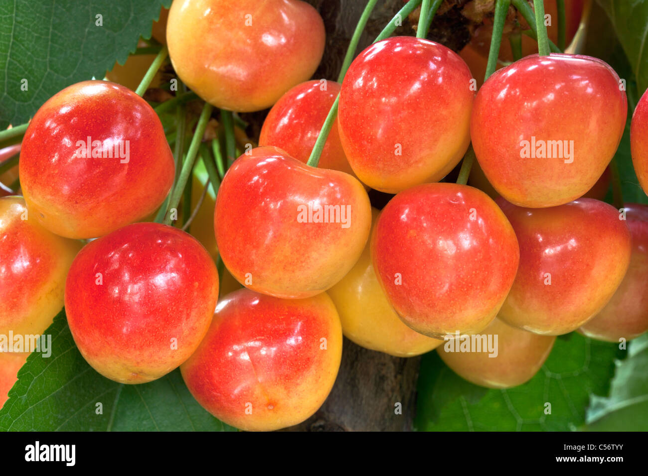 Rainier cherry tree hires stock photography and images Alamy