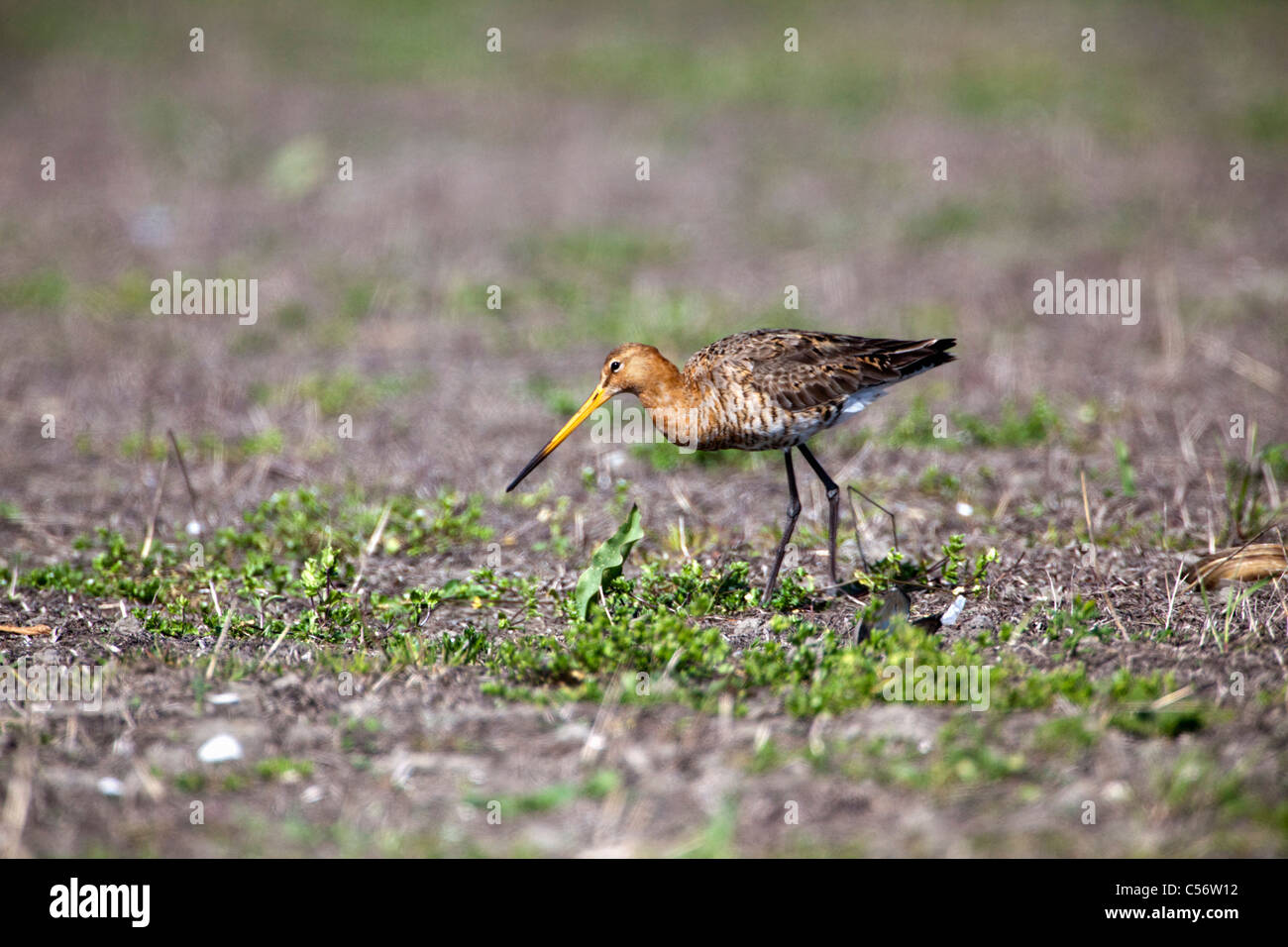 The Netherlands, Callantsoog, black-tailed godwit. Stock Photo