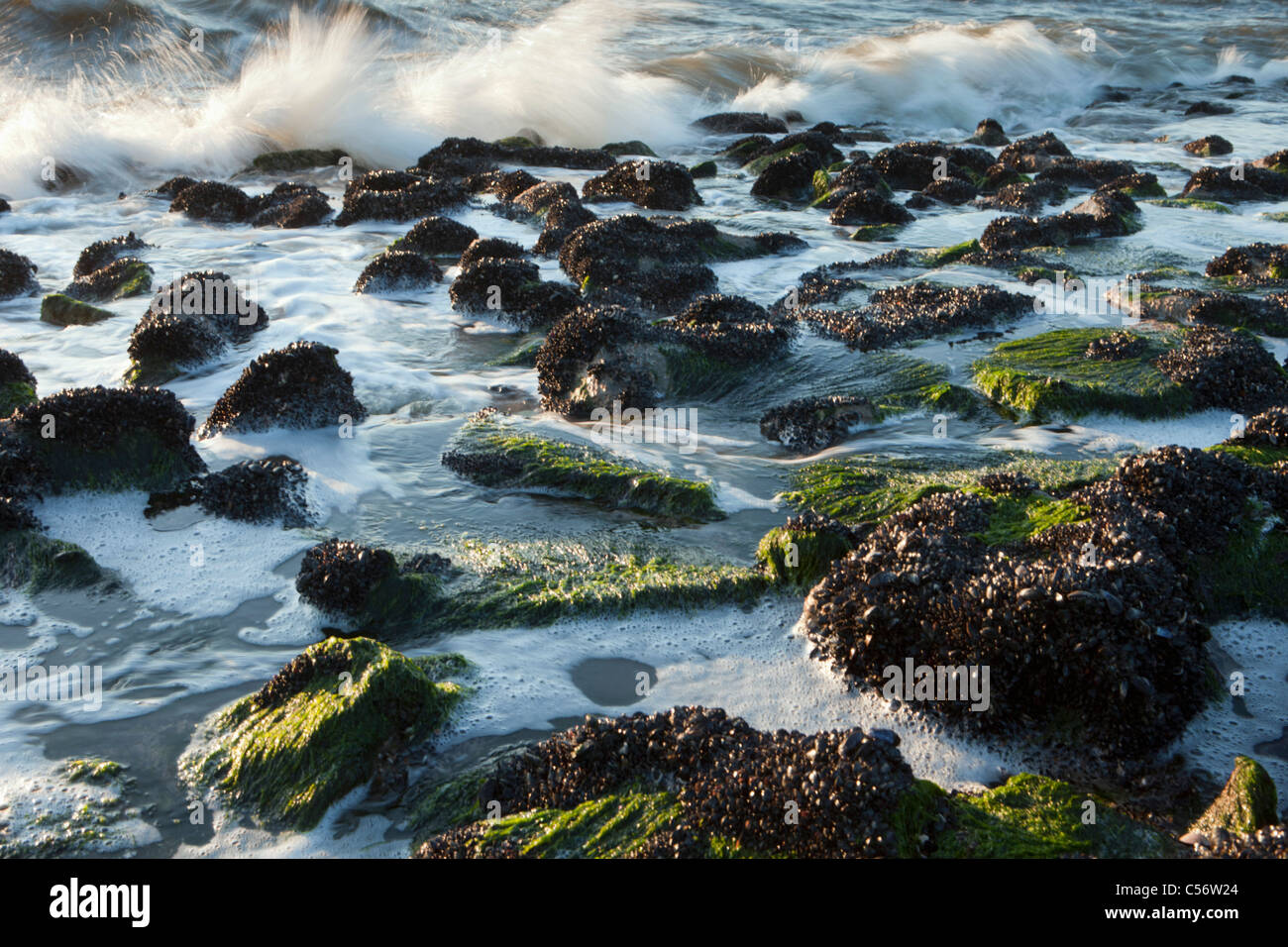 The Netherlands, Callantsoog, branding. Stock Photo