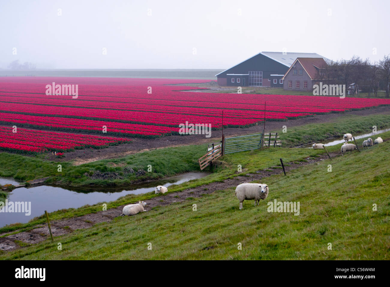 The Netherlands, Eenigenburg, Tulip field near farm. Sheep Stock Photo