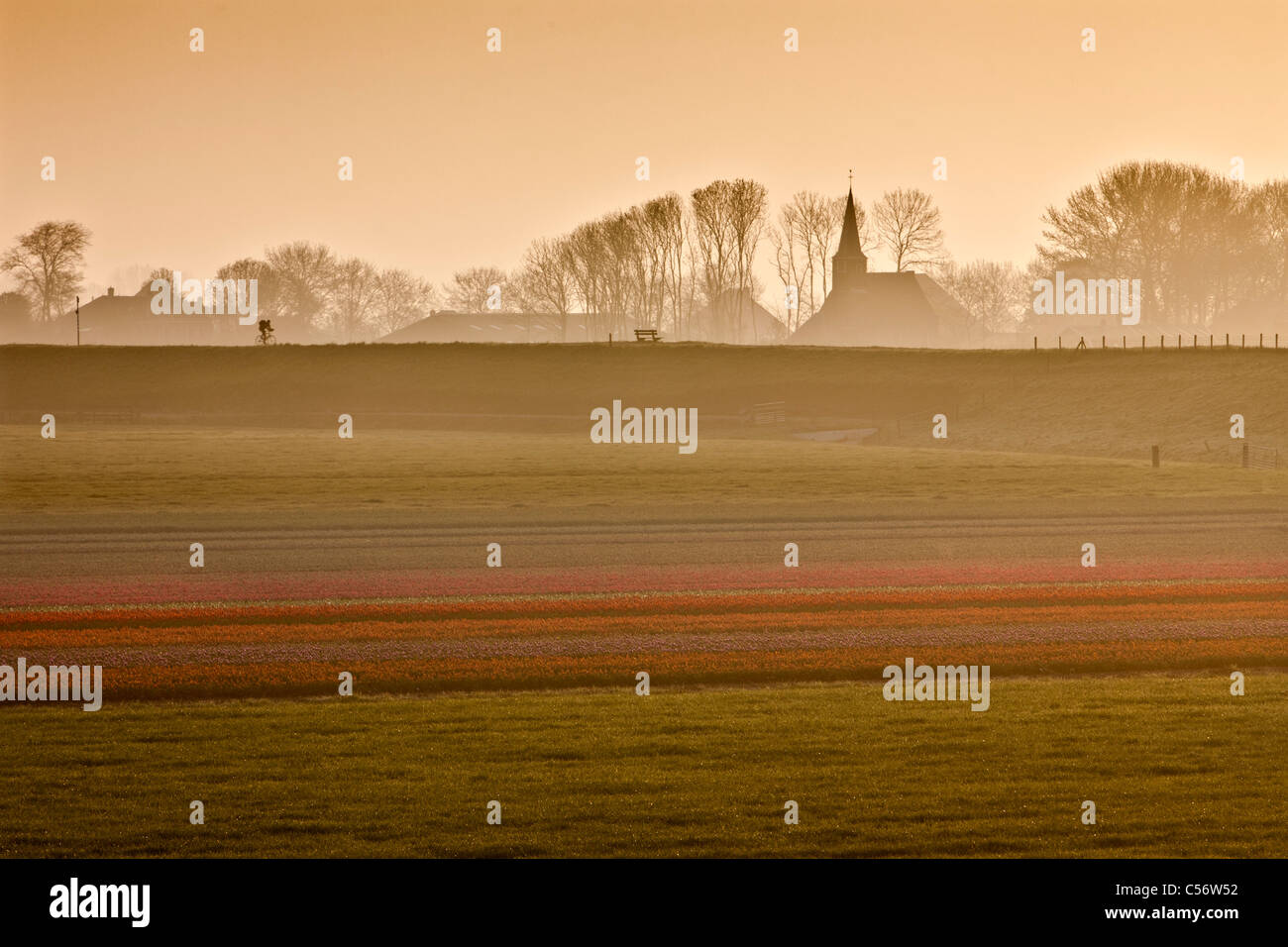 The Netherlands, Eenigenburg, Tulip field near dike Church, cyclist. Stock Photo