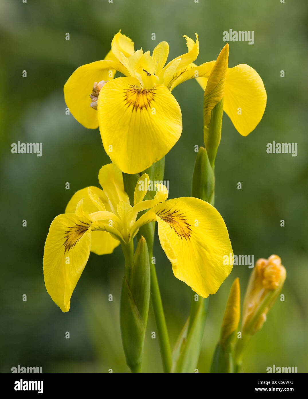 Yellow Flag or Iris flowers and buds Iris pseudacorus a common waterside plant Stock Photo