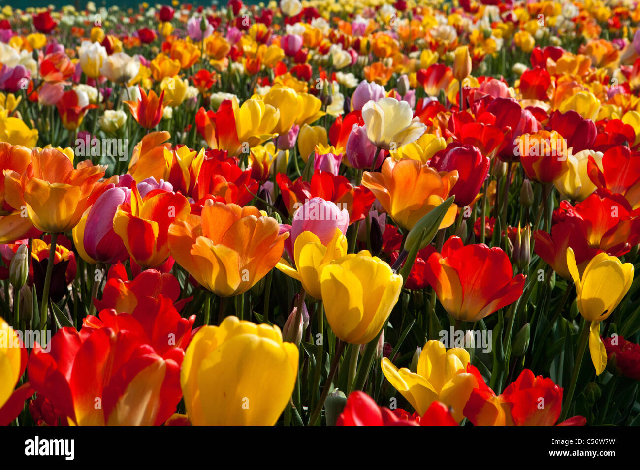 The Netherlands, Julianadorp, Tulip field. Stock Photo