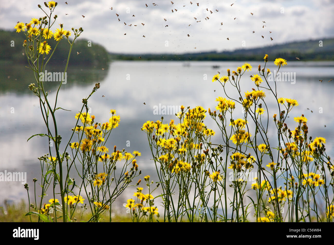 Gathering of Stoneflies over a patch of Hawk's Beard flowers by Blagdon Lake in Somerset Stock Photo