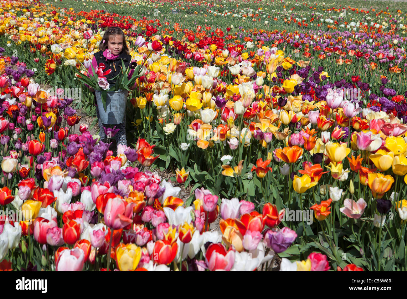 The Netherlands, Julianadorp, Tulip field. Girl picking flowers. Stock Photo
