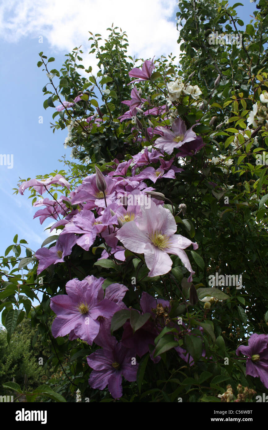 Pink / Purple Clematis Stock Photo Alamy