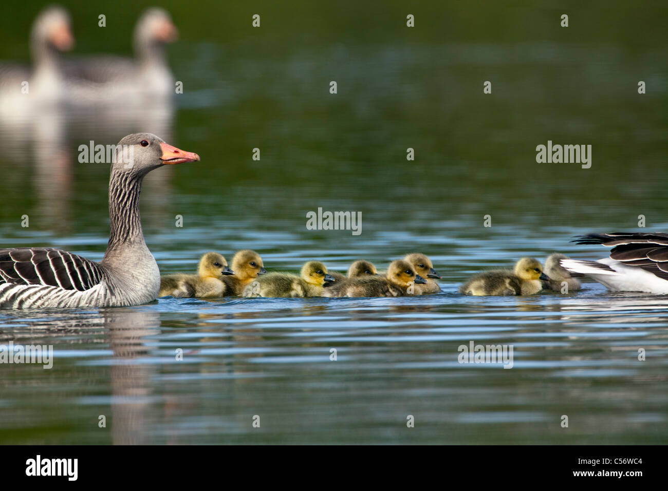 The Netherlands, Medemblik, Greylag Goose, Anser Anser, and young Stock