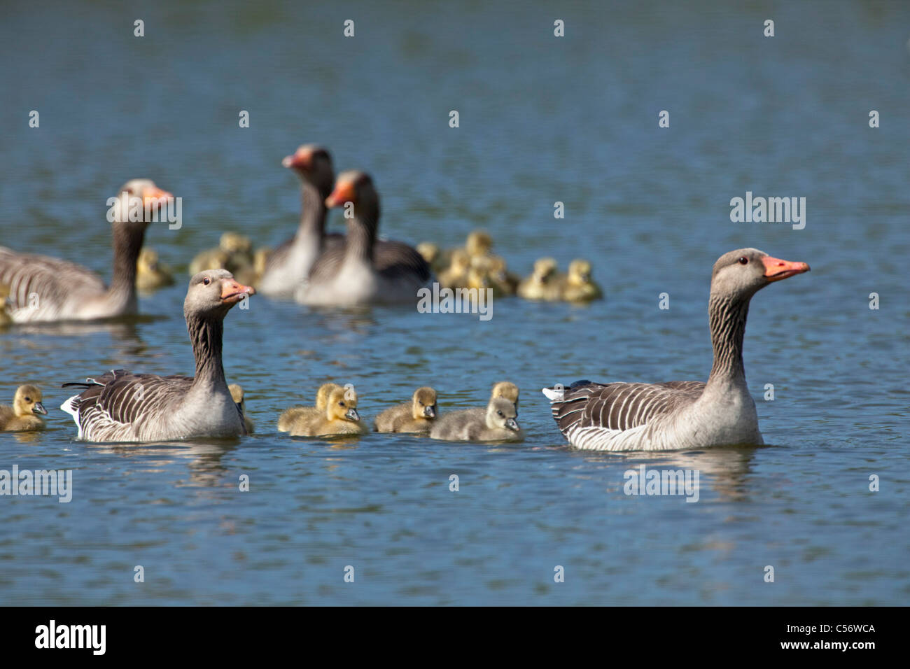 The Netherlands, Medemblik, Greylag Goose, Anser Anser, and young. Stock Photo