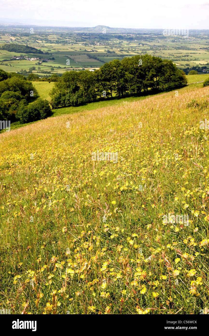 Stoke Camp Butterfly Conservation reserve on the Mendip hills swathed in yellow kidney vetch with views to Brent Knoll Stock Photo
