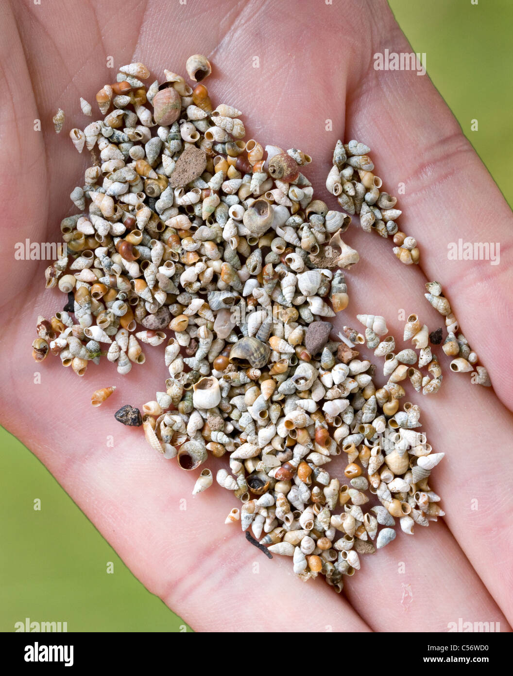 Wader food in the form of tiny sea snail and other mollusc shells - these form much of the diet of many wading birds Stock Photo