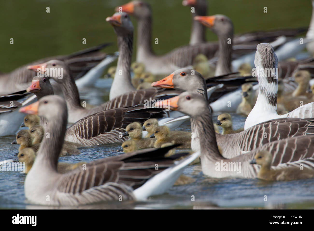 The Netherlands, Medemblik, Greylag Goose, Anser Anser, and young. Stock Photo