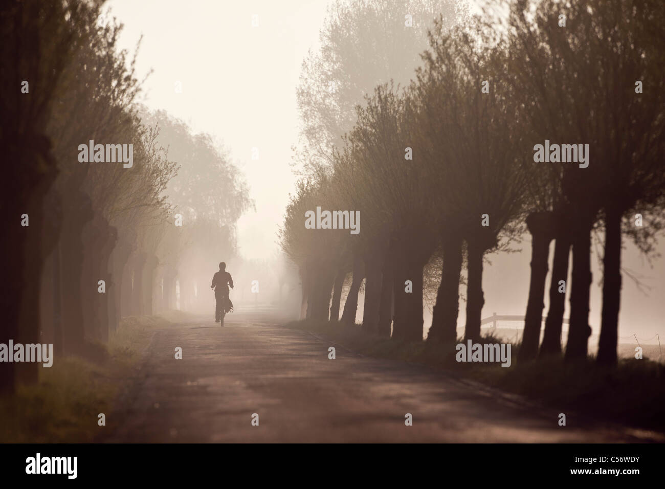 The Netherlands, Niedorp, Woman cycling on tree lane in morning mist. Stock Photo