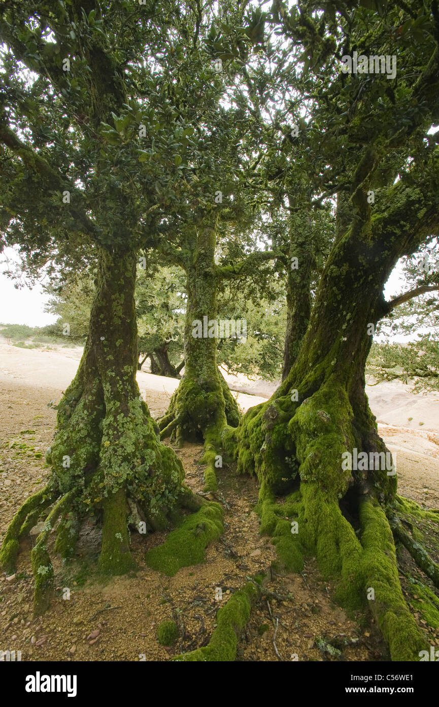 Island Oak (Quercus tomentella) Endemic to Channel Islands, Santa Rosa Island Stock Photo