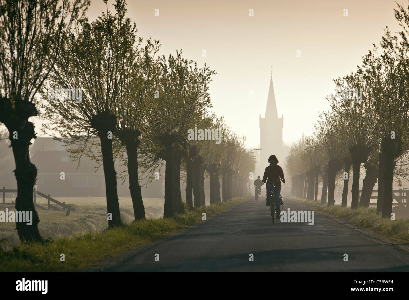The Netherlands, Niedorp, Woman cycling on tree lane. Stock Photo