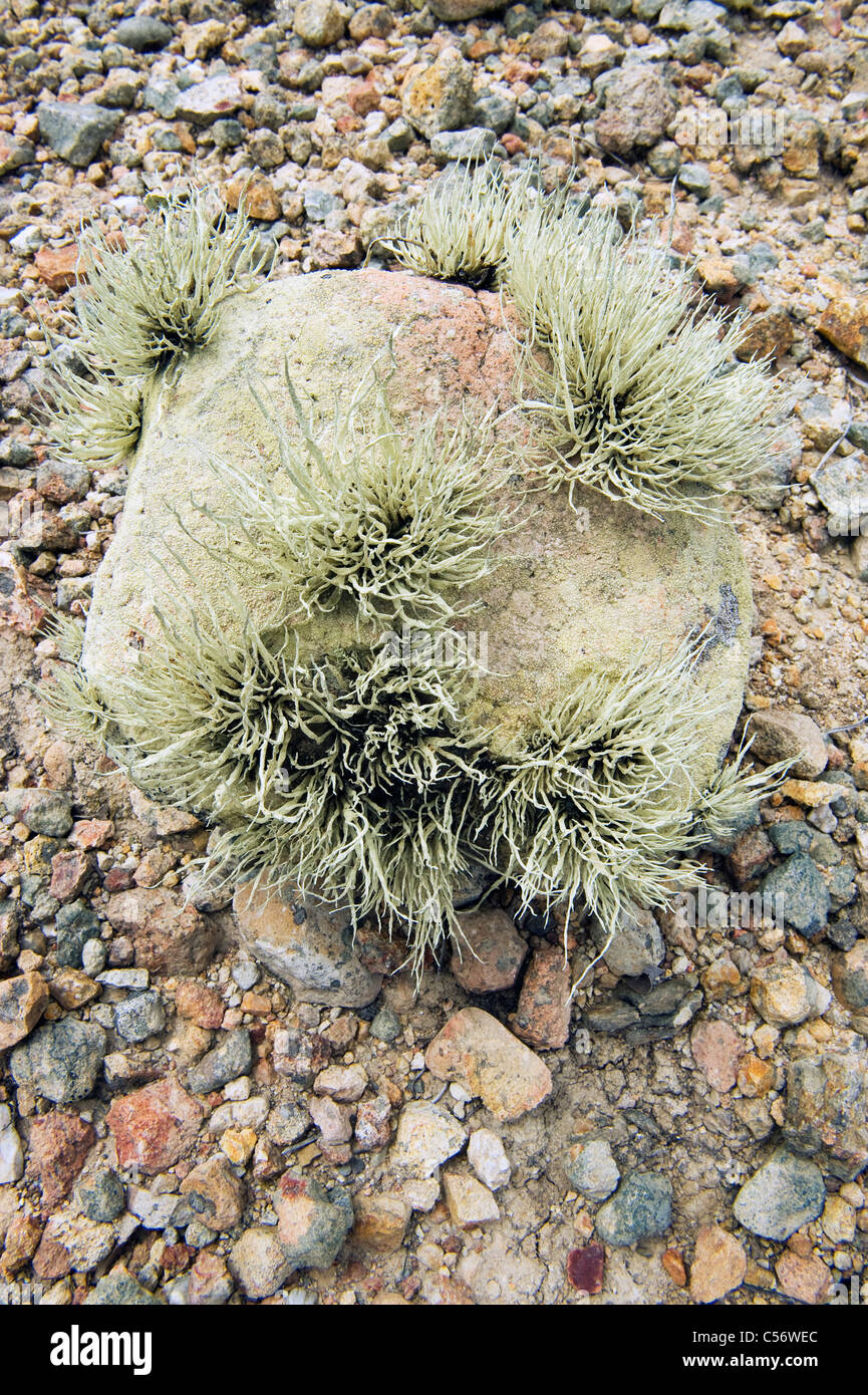 Lichen, Bechers Bay area, Santa Rosa Island, Channel Islands National Park, California Stock Photo