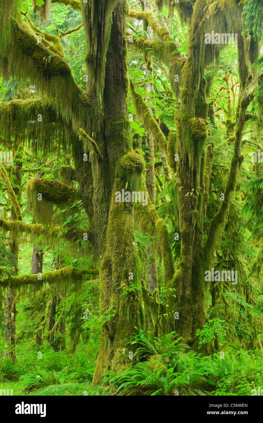 Moss-covered Bigleaf Maples, Temperate Rainforest, Hoh River Valley, Olympic National Park, Washington Stock Photo