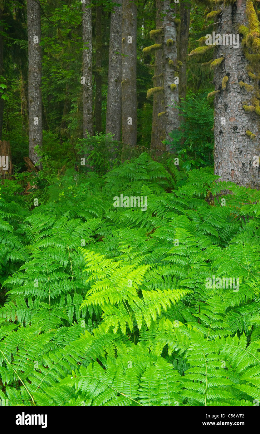 Bracken Ferns and Sitka Spruces, Temperate Rainforest, Hoh River Valley, Olympic National Park, Washington Stock Photo