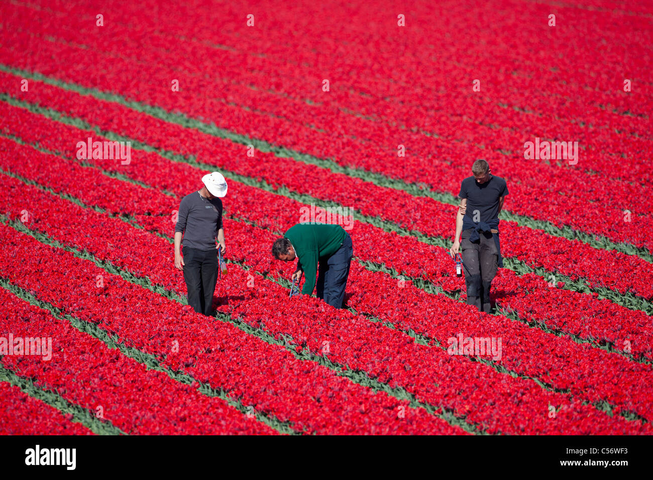 The Netherlands, Oterleek, Men checking flowers in tulip field. Stock Photo