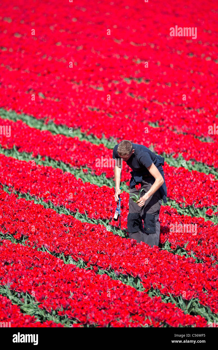 The Netherlands, Oterleek, Man checking flowers in tulip field. Stock Photo