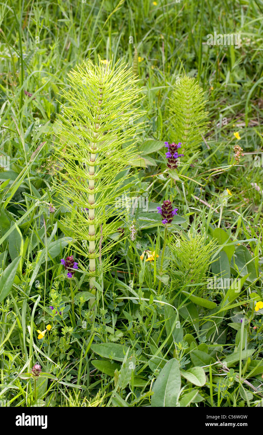 Spring shoots of Giant Horsetail Equisetum telmateia growing in species rich damp meadow in a woodland clearing Somerset Stock Photo