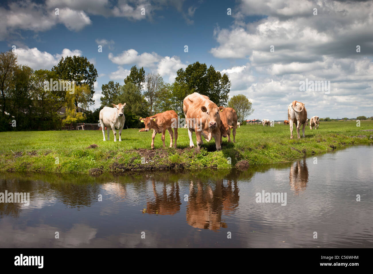 The Netherlands, Weesp, Cows and calves. Stock Photo