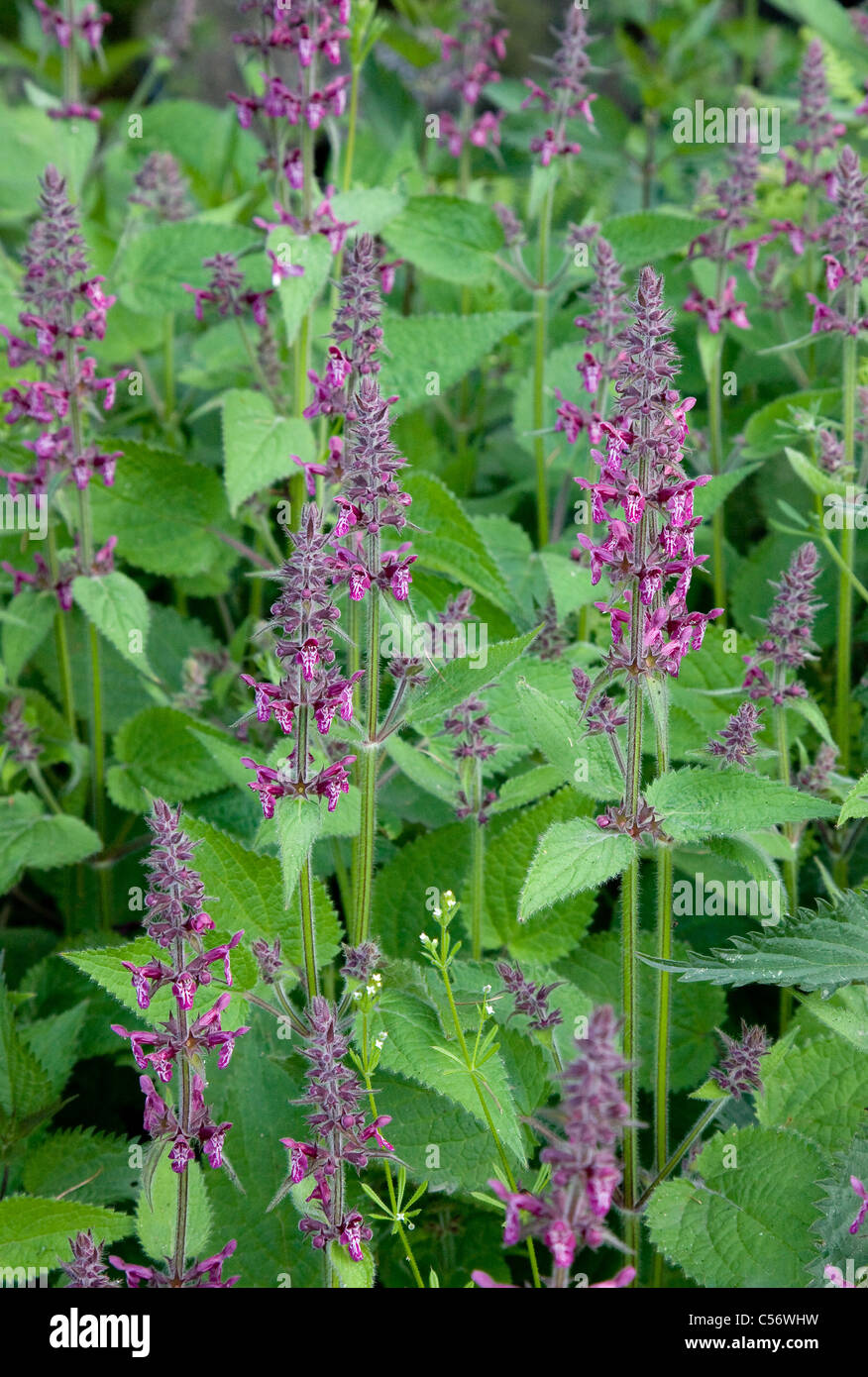 Hedge Woundwort Stachys sylvatica growing profusely along a woodland edge Derbyshire Stock Photo