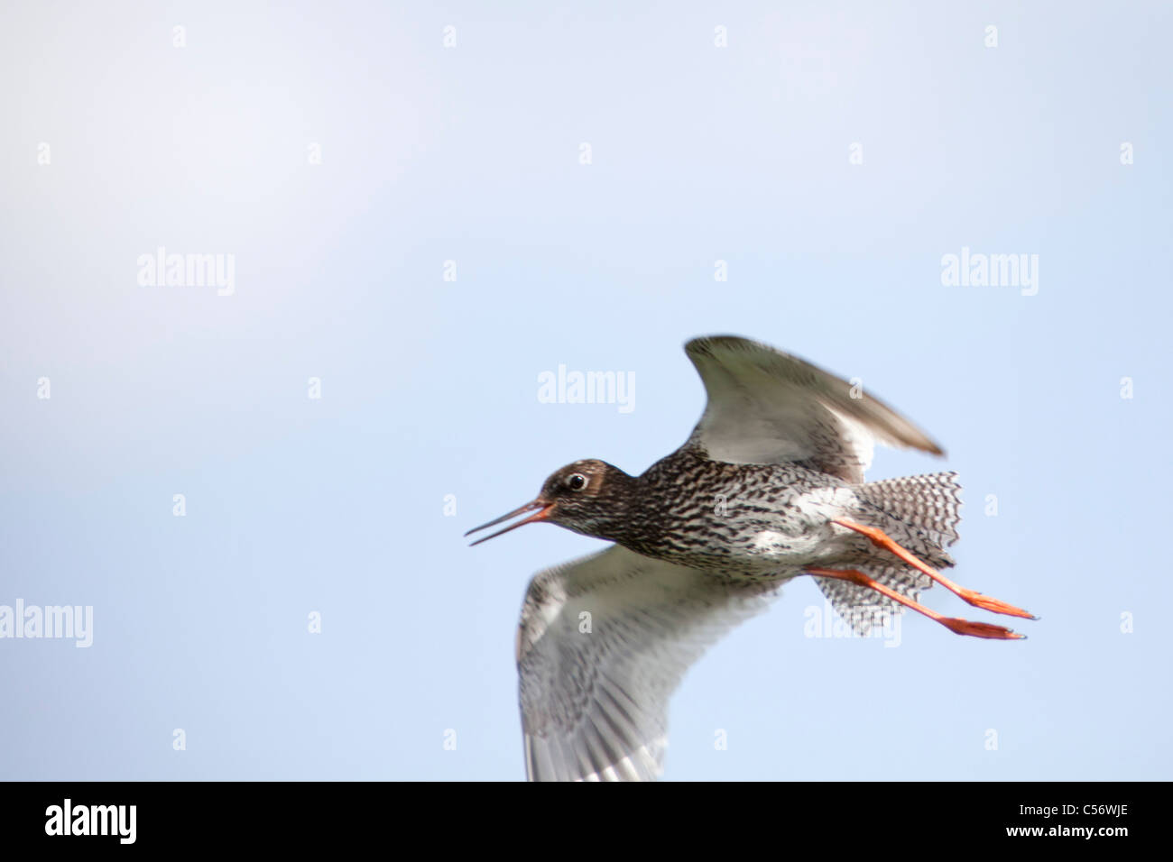 The Netherlands, Weesp, redshank. Stock Photo