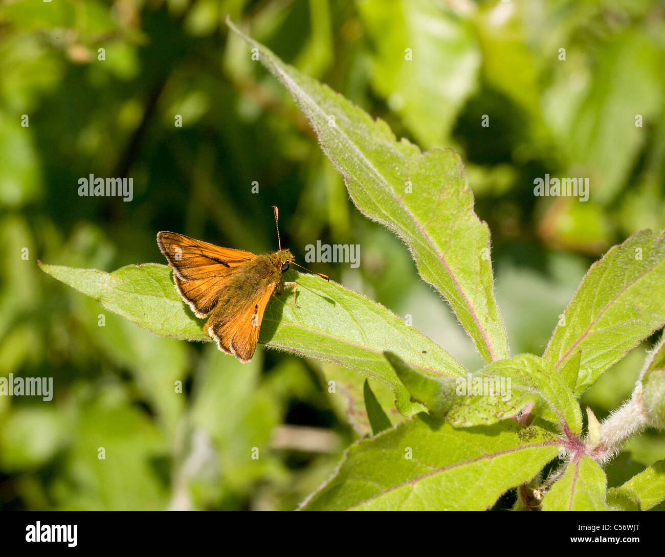Male Large Skipper butterfly Ochlodes sylvanus on a leaf of Great Willow Herb Stock Photo