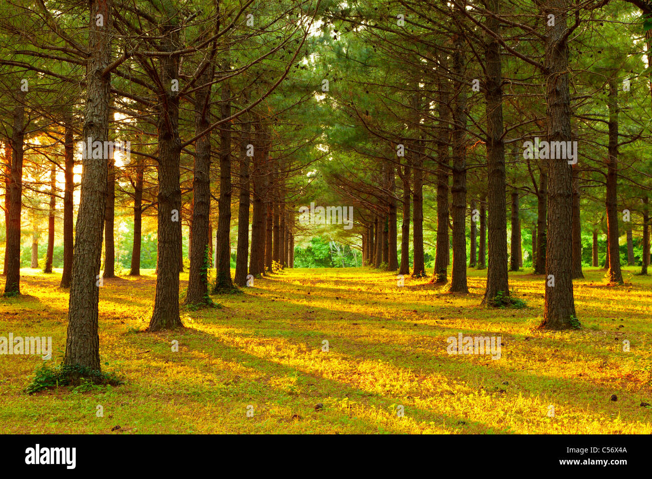 Planted pine forest Stock Photo