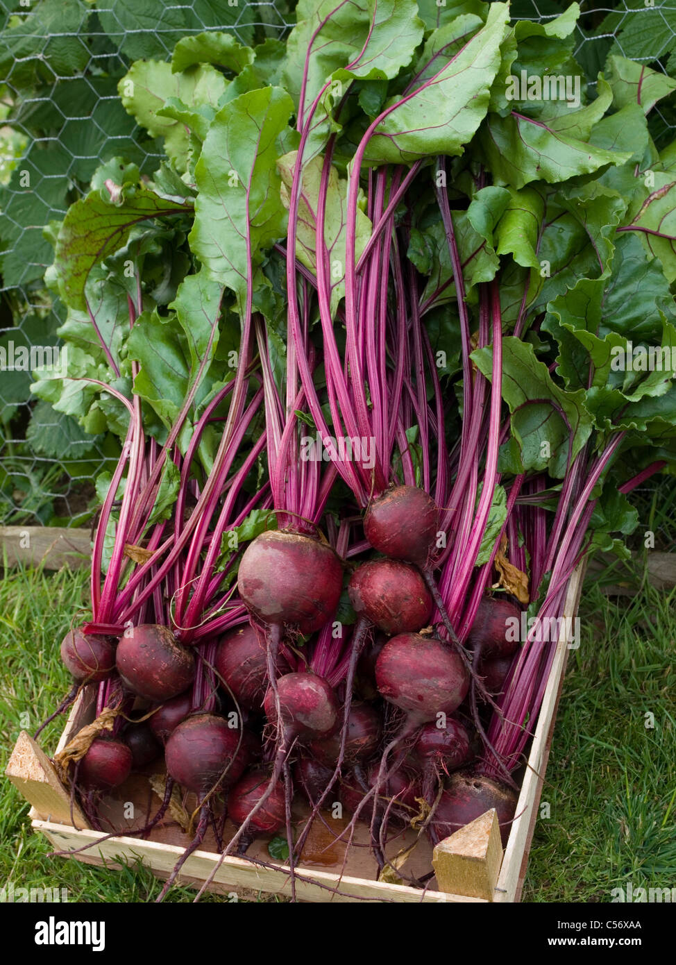 beetroot vegetable Stock Photo