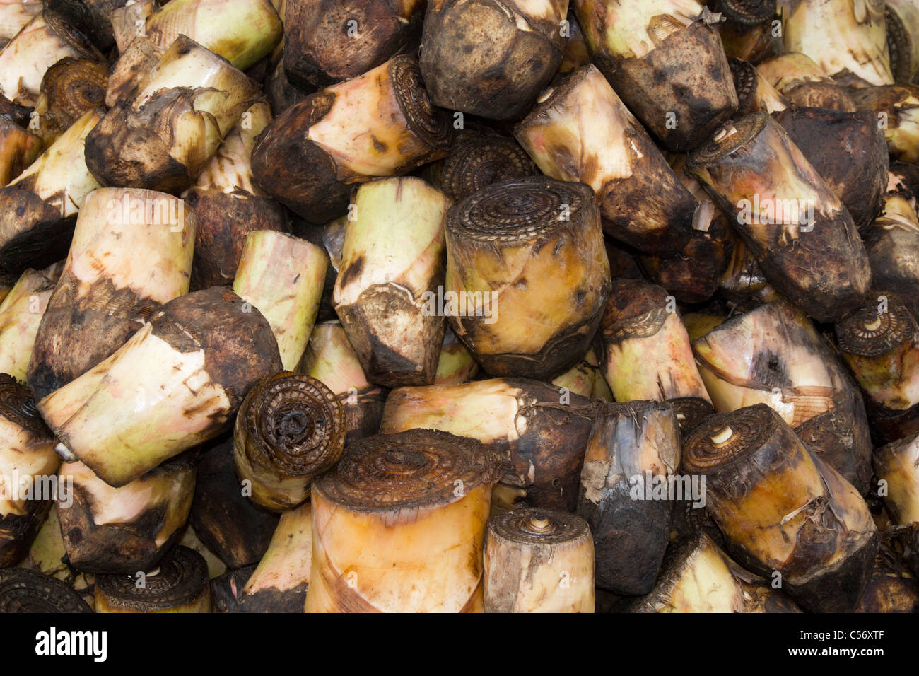 Plantain or Banana Seed. Panama, Republic of Panama, Central America
