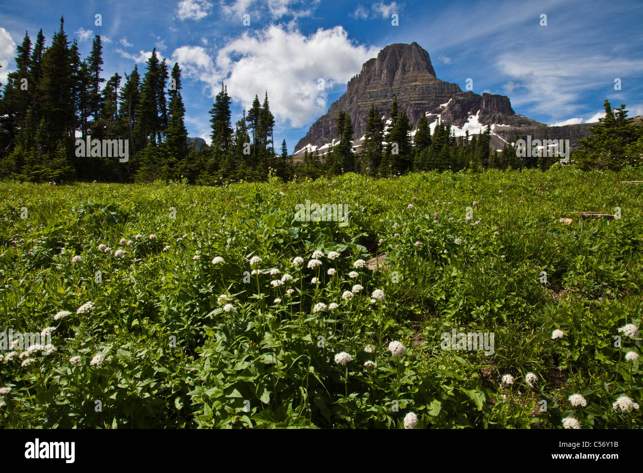 Wildflowers in front of Clements Mountain at Logan Pass in Glacier National Park in Montana. Stock Photo