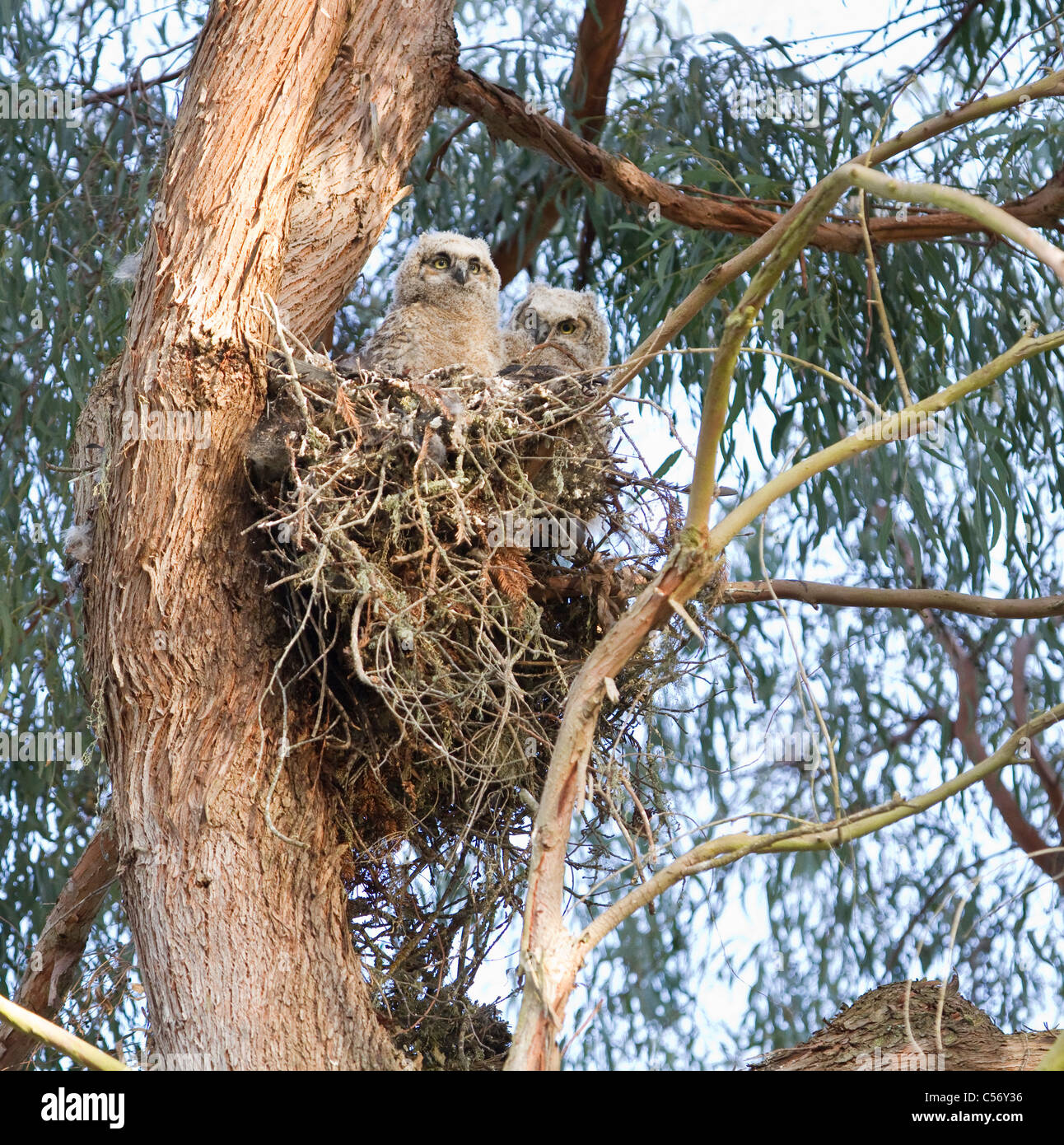 Pair of Great Horned Owlets in a nest at Spring Lake, Santa Rosa, California, USA. Stock Photo